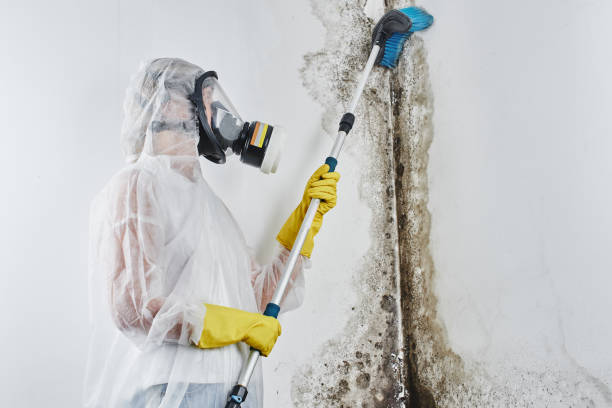 Best Basement Mold Remediation in Tracyton, WA