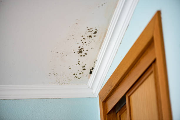 Best Attic Mold Remediation in Tracyton, WA