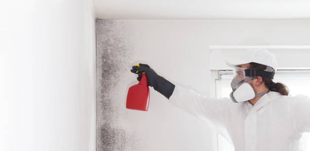 Best Commercial Mold Remediation in Tracyton, WA