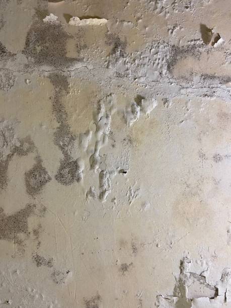 Best White Mold Remediation in Tracyton, WA