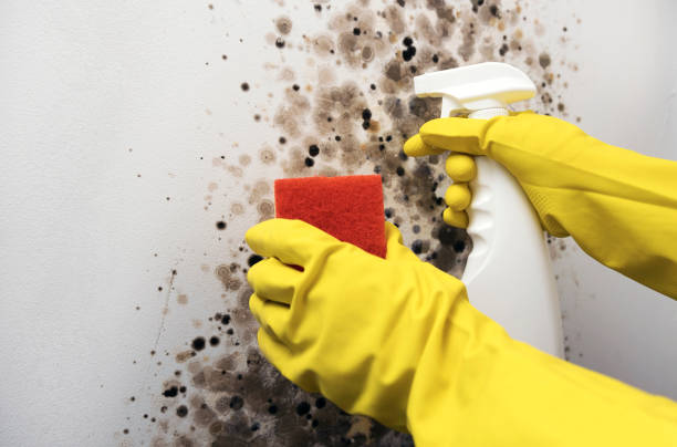 Tracyton, WA Mold Remediation Company