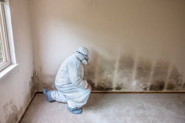 Best Black Mold Remediation in Tracyton, WA