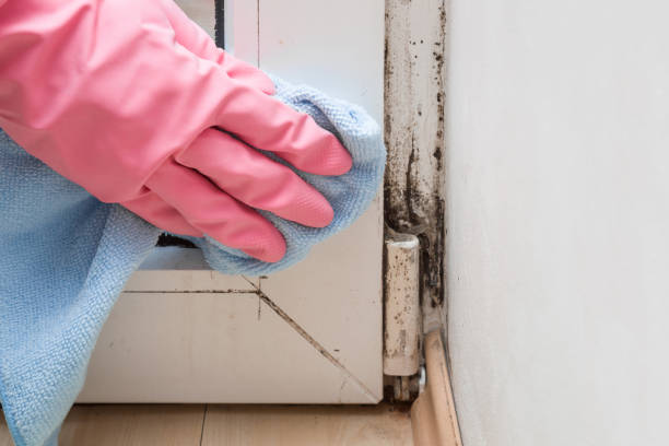 Best HVAC Mold Remediation in Tracyton, WA